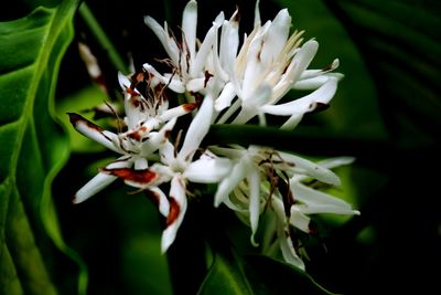 Close-up of white flowering plant