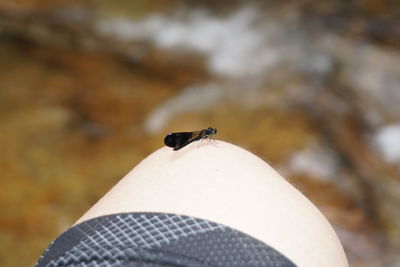 Close-up of insect on finger against blurred background