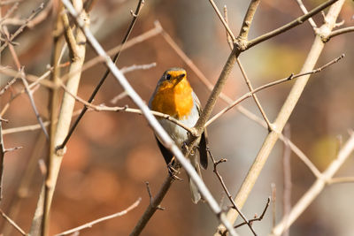 Bird perching on a fence