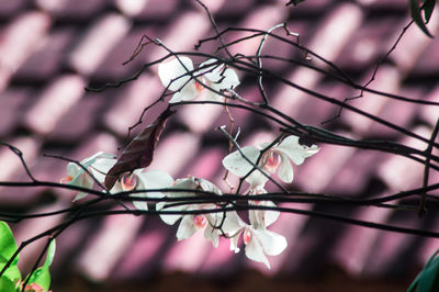 Close-up of twig on branch