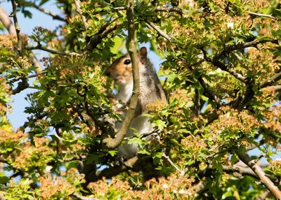 Low angle view of squirrel on tree