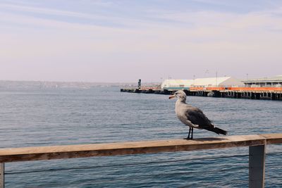 Seagull perching on railing against sea