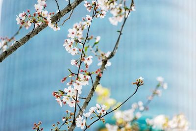 Low angle view of cherry blossoms in spring