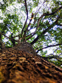 Low angle view of trees in forest