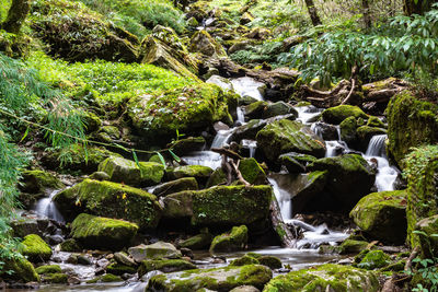 Scenic view of waterfall in forest