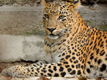 Potrait of indian leopard panthera pardus one extant species genus panthera member of the felidae.