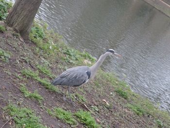 High angle view of gray heron perching on grass