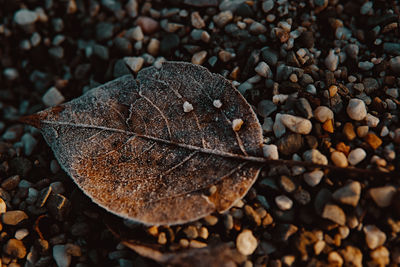 Close-up of autumn leaf