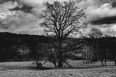 Bare trees on field against sky