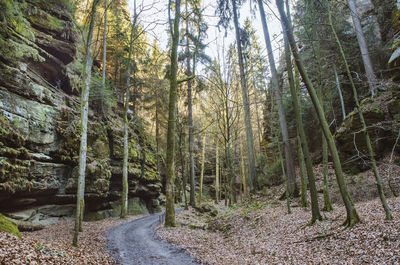 Dirt road amidst trees in forest