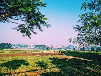 Scenic view of grassy field against sky