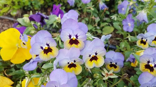 Close-up of purple flowers blooming outdoors