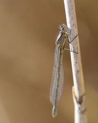 Close-up of dragonfly