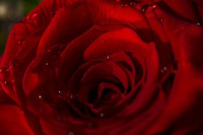 Close-up of red rose