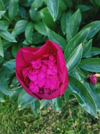 Close-up of pink rose blooming outdoors