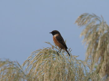 Low angle view of bird perching on plant against sky