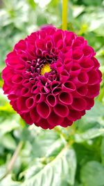 Close-up of red dahlia blooming outdoors