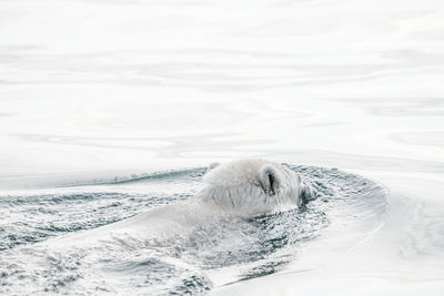 High angle view of polar bear swimming in sea