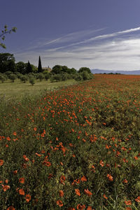 Scenic view of flowering plants on field against sky