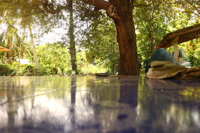 Reflection of trees in lake