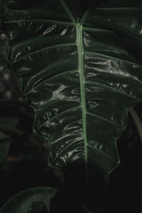 Close-up of fresh green leaves