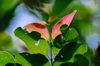 Close-up of green leaves on plant