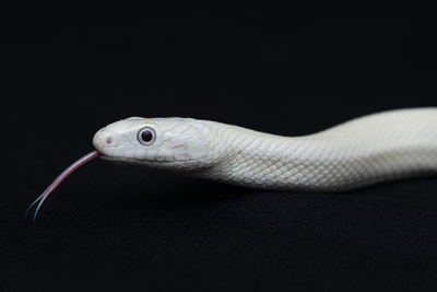 Close-up of lizard on black background