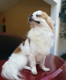 Close-up of dog at home