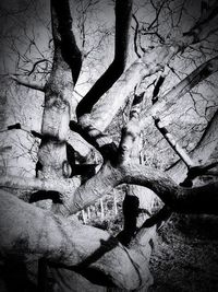 Close-up of bare tree