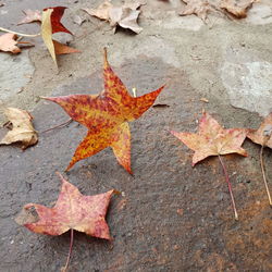 High angle view of autumn leaves