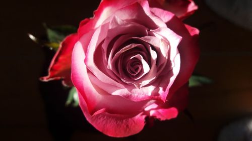 Close-up of rose blooming outdoors