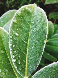 Close-up of raindrops on leaves