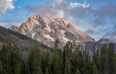 Panoramic view of pine trees and mountains against sky