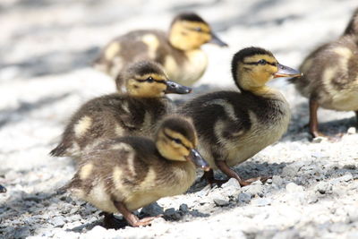 View of a ducks