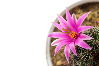 Close-up of pink flowering plant