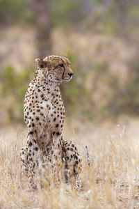 Close-up of a cat looking away