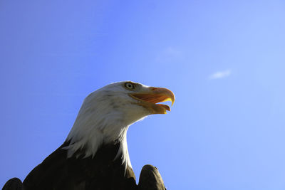 Low angle view of eagle against clear blue sky