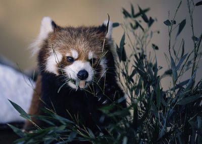 Close-up of red panda by plants