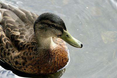 Close-up of a duck in lake