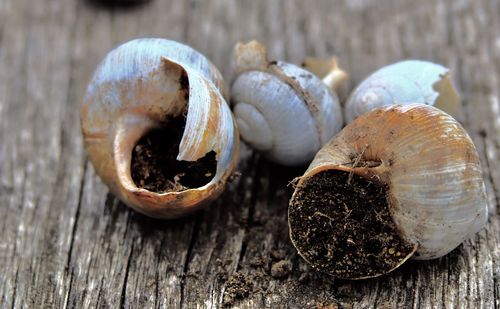 Close-up of seashells on table