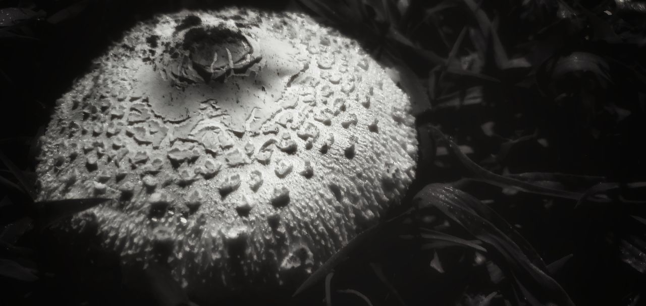 HIGH ANGLE VIEW OF MUSHROOM GROWING ON LAND