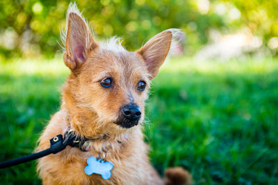 Close-up portrait of dog