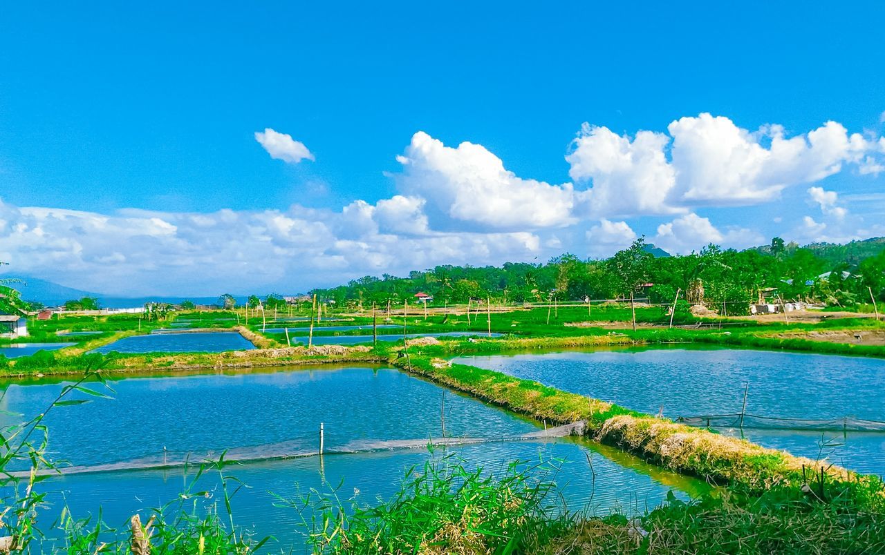 water, sky, landscape, environment, nature, scenics - nature, plant, blue, cloud, beauty in nature, land, rural scene, tranquility, agriculture, green, no people, travel, travel destinations, field, tranquil scene, reflection, lake, tree, day, meadow, outdoors, grass, farm, rural area, tourism, horizon, grassland, food and drink, social issues, mountain, environmental conservation, paddy field, wetland, flower, crop, lagoon, non-urban scene, plain, tropical climate, reservoir, rice paddy