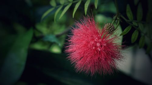 Close-up of pink flowers
