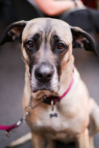 Close-up portrait of dog