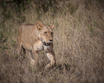 Full length of lioness walking on grassy land