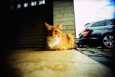 Portrait of cat