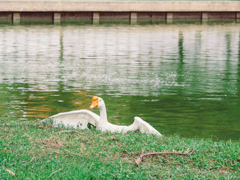 Swan swimming in lake