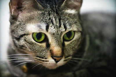 Close-up portrait of a cat