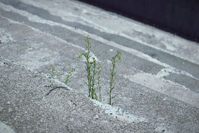 Close-up of plant on road